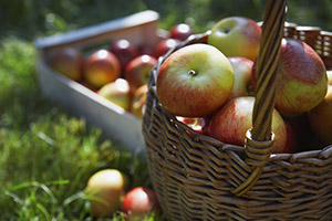 Apples in a basket